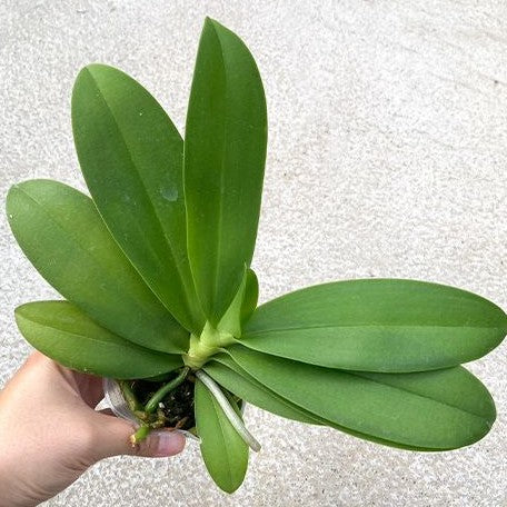 Phalaenopsis Miki Golden Sand '1363' (peloric 2 eyes) 2.5"