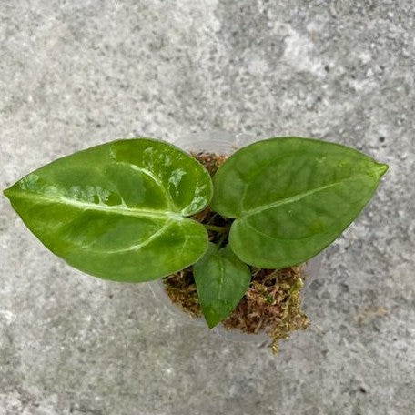 Anthurium magnificum 2.5"