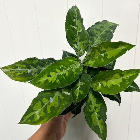 aglaonema pictum bicolor for sale Aglaonema pictum tricolor variegated 2.5" – OrchidBox Wholesale
