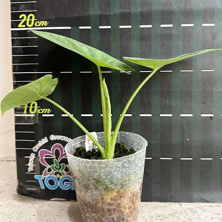 Alocasia Lukiwan 2.5"