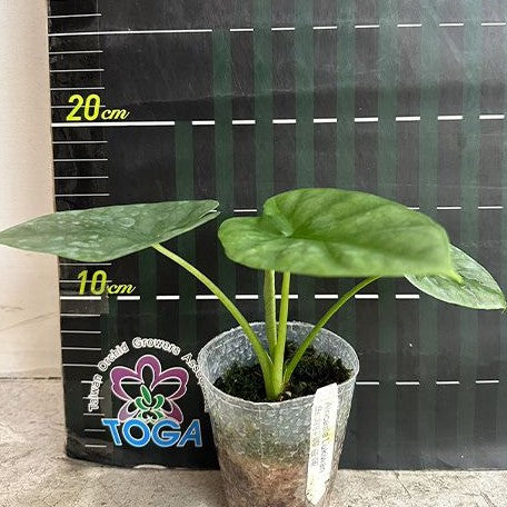 Alocasia Lukiwan 2.5"