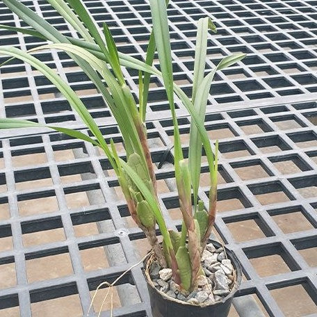 Maxillaria variabilis 2.5"