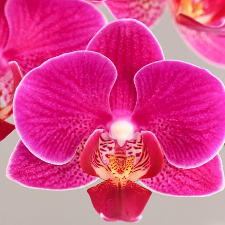 Phalaenopsis ARK'S Little Pink 189 2.5"