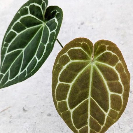 Anthurium crystallinum (South America) 3.0" *On Hand*