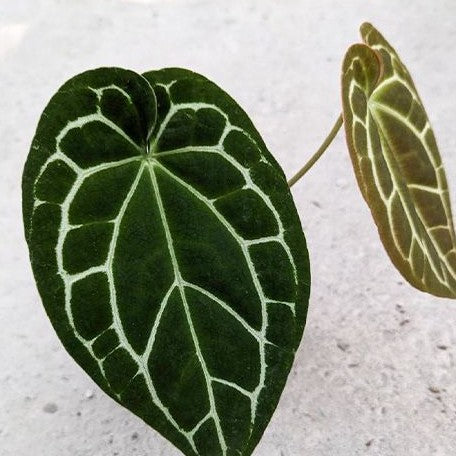 Anthurium crystallinum (South America) 3.0" *On Hand*