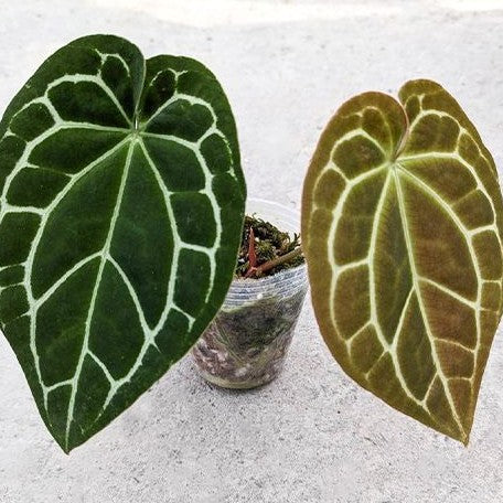 Anthurium crystallinum (South America) 3.0" *On Hand*