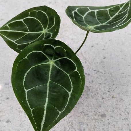 Anthurium forgetii 3.5"