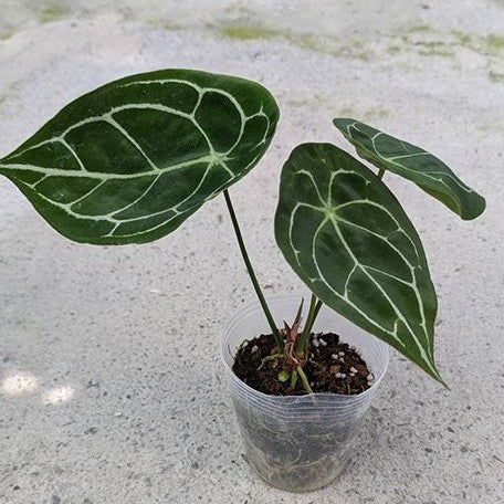 Anthurium forgetii 3.5"