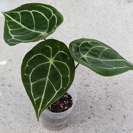 Anthurium forgetii 3.5"