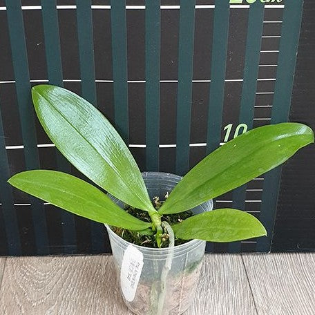 Phalaenopsis Almanis '3045' 2.5"