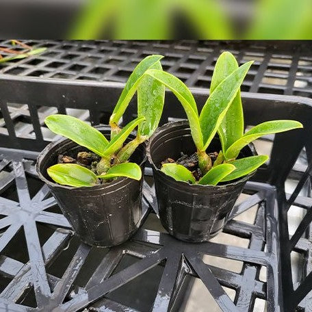 Cattleya walkeriana var. blue × sib 2.0"