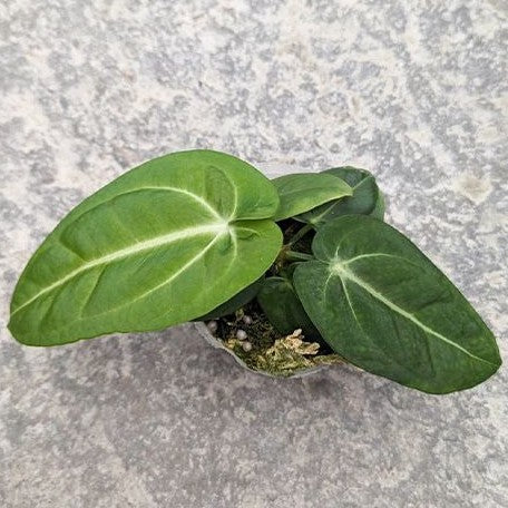 Anthurium villenaorum 2.5" *On Hand*