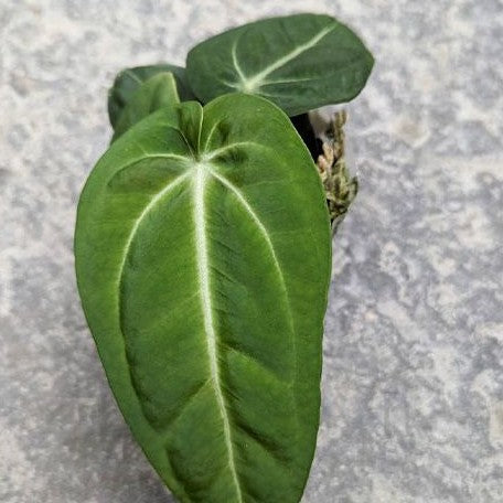 Anthurium villenaorum 2.5" *On Hand*