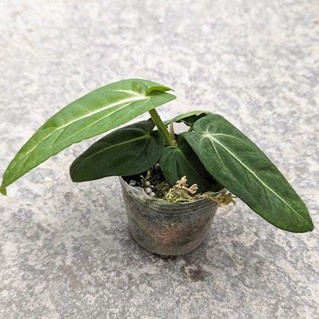 Anthurium villenaorum 2.5" *On Hand*