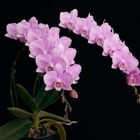 Phalaenopsis (amabilis × Wedding Promanade) × amabilis 2.5"