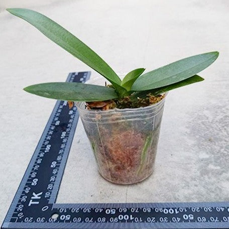 Phalaenopsis (amabilis × Wedding Promanade) × amabilis 2.5"
