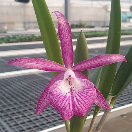 Brassocattleya Tsiku Archangel 'Yuan Dung' 2.5"