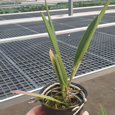 Brassocattleya Tsiku Archangel 'Yuan Dung' 2.5"