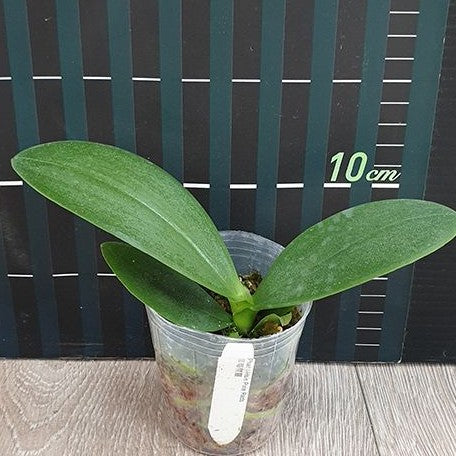 Phalaenopsis I Hsin Pixie Reds 2.5"