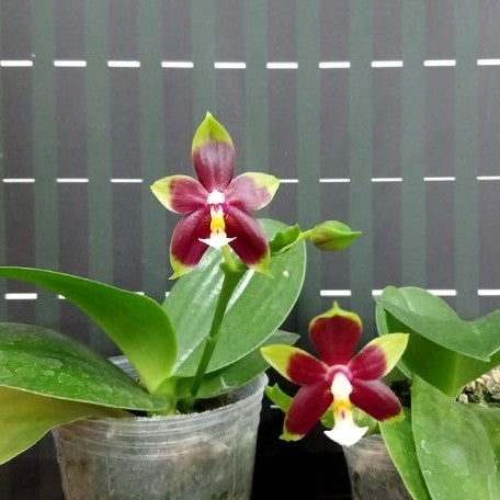 Phalaenopsis (KS Happy Eagle × cornu cervi) '628' 2.5"