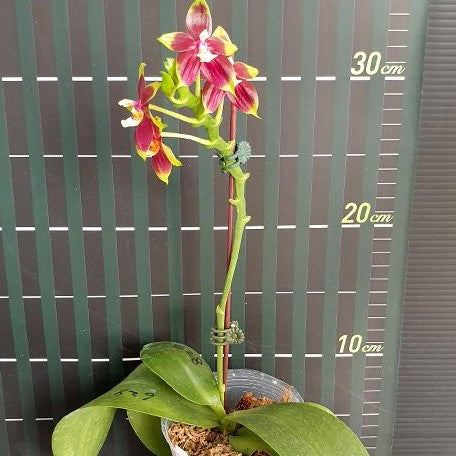 Phalaenopsis (KS Happy Eagle × cornu cervi) '628' 2.5"