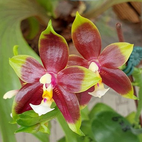 Phalaenopsis (KS Happy Eagle × cornu cervi) '628' 2.5"