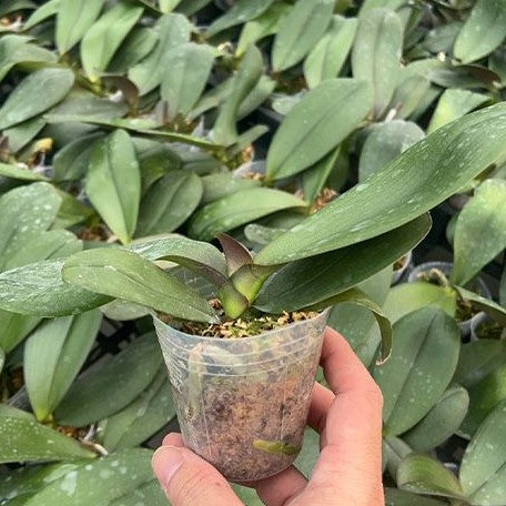 Phalaenopsis Hsinying Leopard × Tying Shin Golden Rose 2.5"