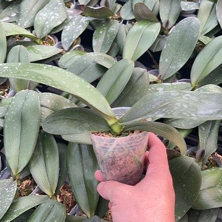 Phalaenopsis Hsinying Leopard × Tying Shin Golden Rose 2.5"