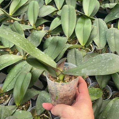 Phalaenopsis Hsinying Leopard × Tying Shin Golden Rose 2.5"