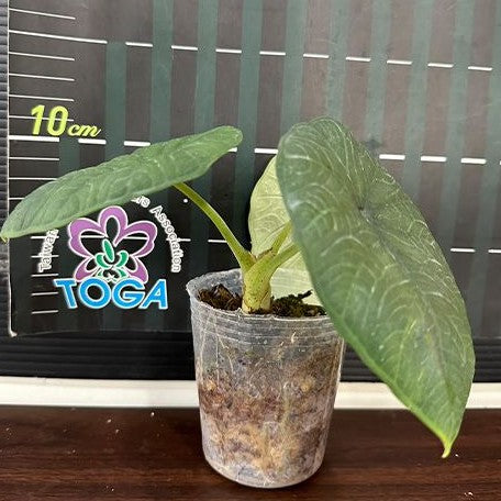 Alocasia chaii 2.5"