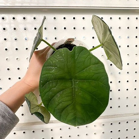 Alocasia chaii 2.5"