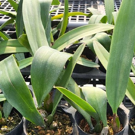 Bulbophyllum phalaenopsis × cruentum 3.6"