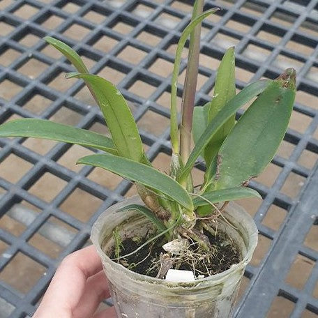 Cattleya lueddemanniana var. rubra × sib 2.5"