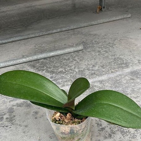 Phalaenopsis Sogo Sun Beauty 3.0"