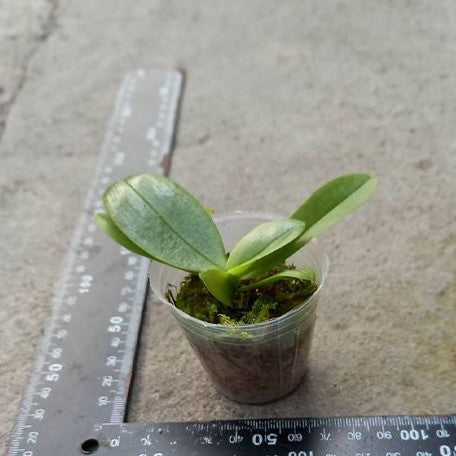Phalaenopsis Mambo 1.7"
