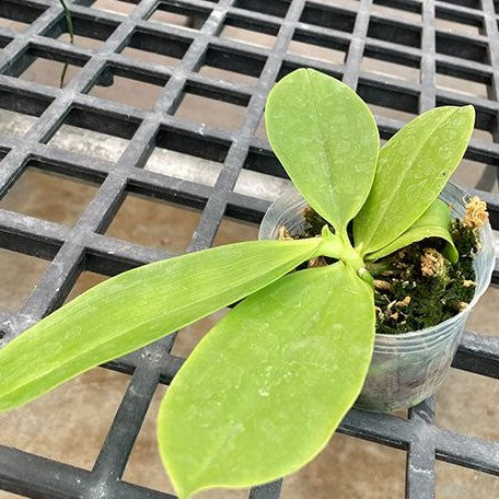 Phalaenopsis speciosa 'Purple Coffee' × sib 2.5" Fragrant