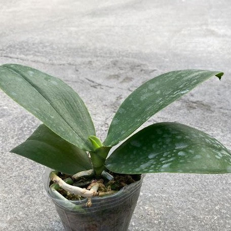 Phalaenopsis Sogo Shito 2.5"