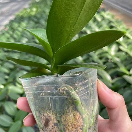 Phalaenopsis Lioulin Grape 2.5"