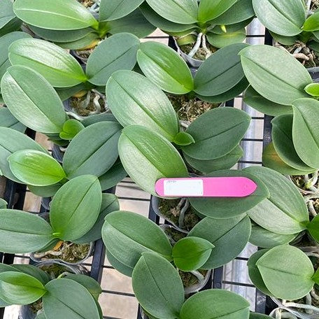 Phalaenopsis Lioulin Grape 2.5"