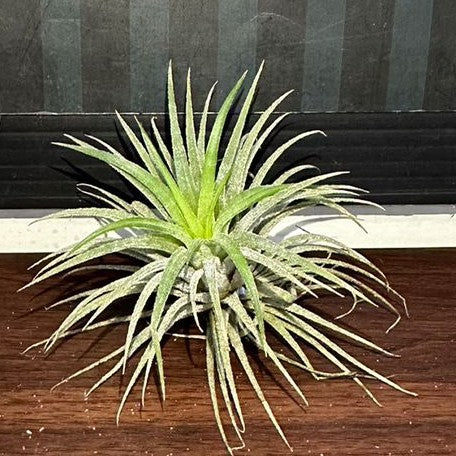 Tillandsia ionantha 'Rubra' bareroot