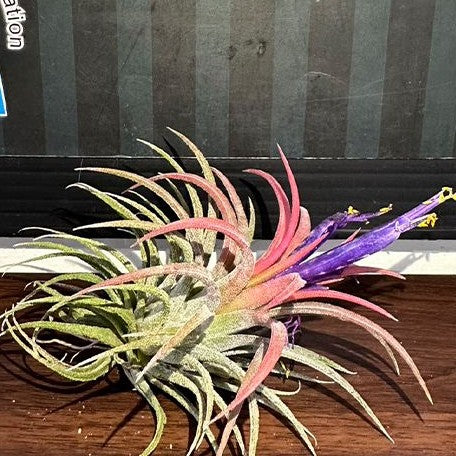 Tillandsia ionantha 'Rubra' bareroot