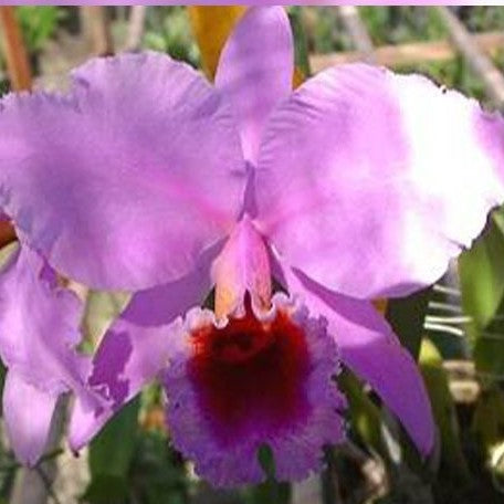 Cattleya percivaliana × sib 2.5"