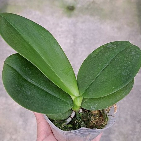 Phalaenopsis Lioulin Rose Bud 2.5"