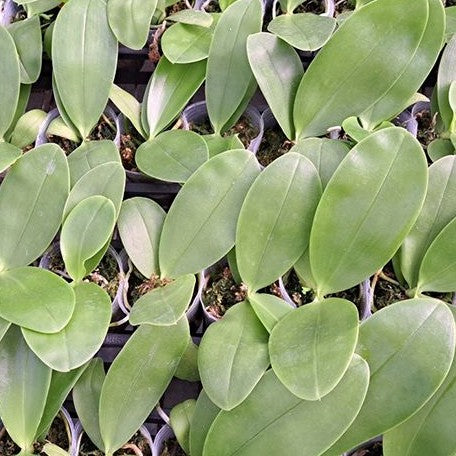 Phalaenopsis LD's Bear King 'RK 4' 2.5" Fragrant