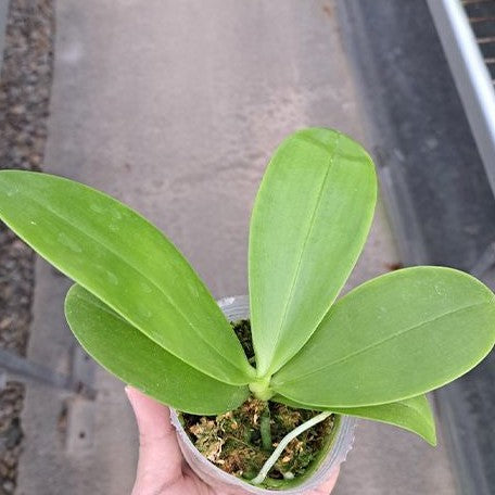 Phalaenopsis LD's Bear King 'RK 4' 2.5" Fragrant