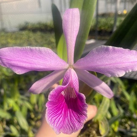 Cattleya(Laelia) purpurata var. striata × sib 2.5"