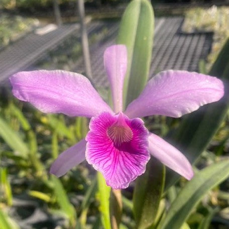 Cattleya(Laelia) purpurata var. striata × sib 2.5"