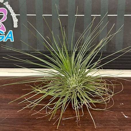 Tillandsia filifolia bareroot