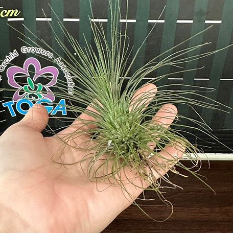 Tillandsia filifolia bareroot