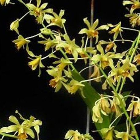 Dendrobium venustum × sib bareroot
